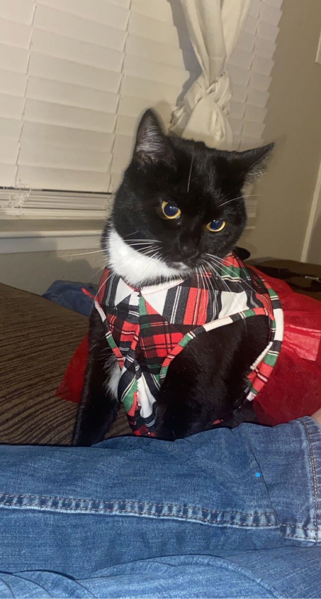 AdventuresLilo's tweet photo. Getting in that Christmas spirit in my new dress #liloadventures #christmas #kitty https://t.co/UtpTB6cnSc