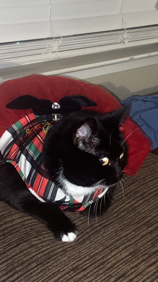 AdventuresLilo's tweet photo. Getting in that Christmas spirit in my new dress #liloadventures #christmas #kitty https://t.co/UtpTB6cnSc