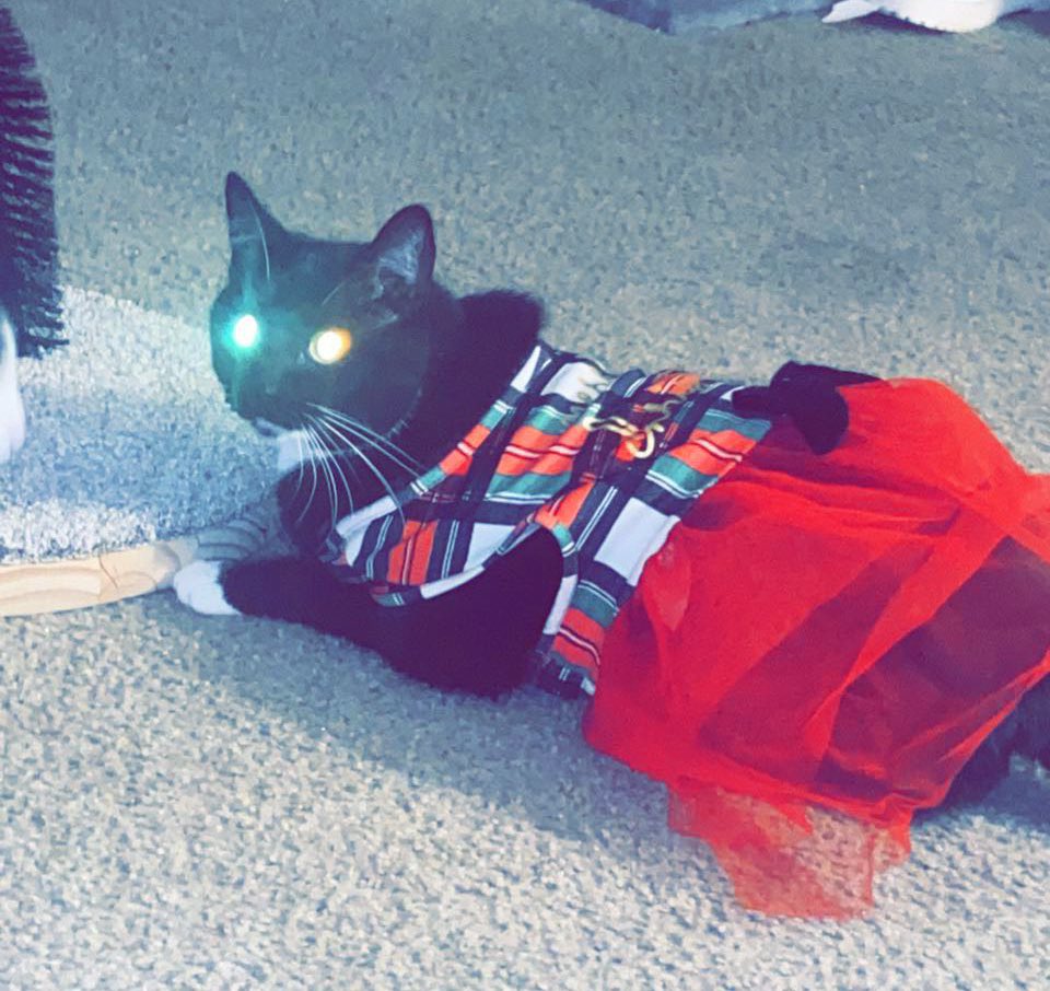 AdventuresLilo's tweet photo. Getting in that Christmas spirit in my new dress #liloadventures #christmas #kitty https://t.co/UtpTB6cnSc