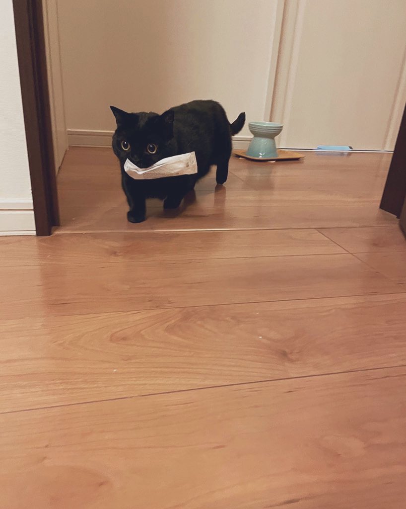 おしぼり専門の黒猫の運び屋さんがあまりにもかわいいため 急におしぼりが欲しくなる人続出 絶対もらうね Togetter