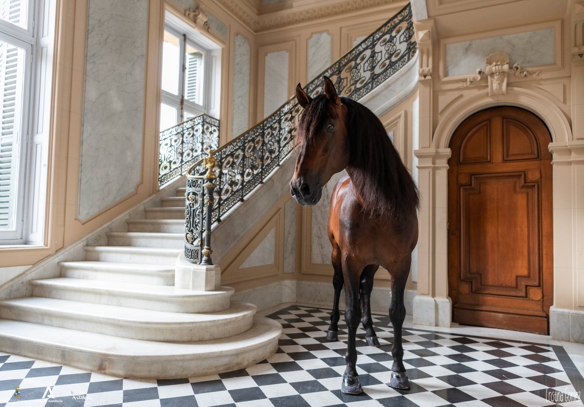 ✨Una belleza que parece sacada de otro mundo 😍🌍

📆Este fin de semana, del 26 al 28 de noviembre, estaremos en la <a href="/MadridHorseWeek/">Madrid Horse Week</a> llevando lo mejor del arte ecuestre andaluz. ¡Te esperamos! 🎟 madridhorseweek.com ✅

🐴PRE Yente
📸@crisgomezphotos 

💚#AndalucíaDejaHuella