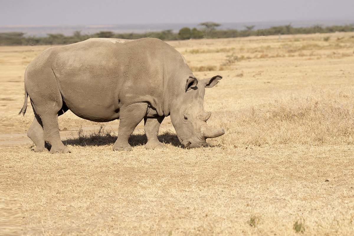 HORNi_Rhino's tweet photo. Wildlife Wednesday featuring the beautiful Fatu 💛
https://t.co/Uia2HvyqwJ
#WildlifeWednesday #NorthernWhiteRhino #EthicalCoffee https://t.co/3r8vKmOBkw