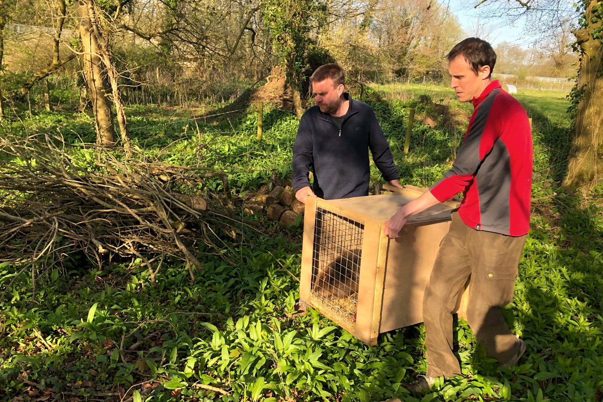 elyethefish's tweet photo. Exciting new job opportunity - leading DWT's beaver work in Devon....
https://t.co/Z7mNhLfPYQ
@DevonWildlife https://t.co/rm9JYypW8n
