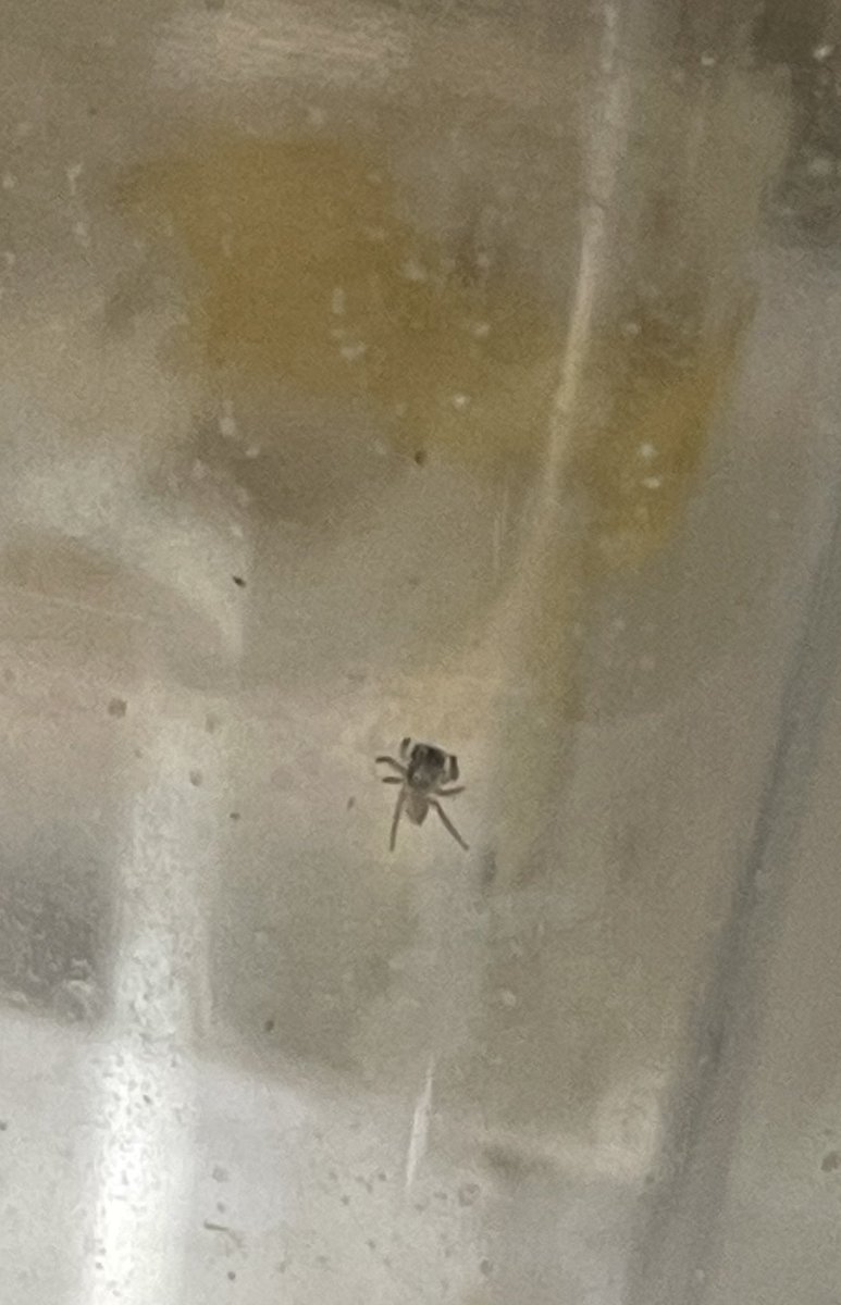 ハエトリクモ Twitter Search Twitter