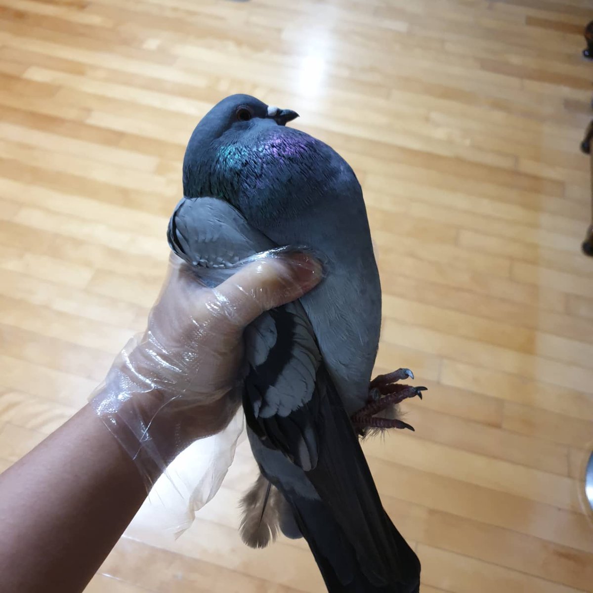 얘 뭐임
냉동치킨 해동중인데 들어옴