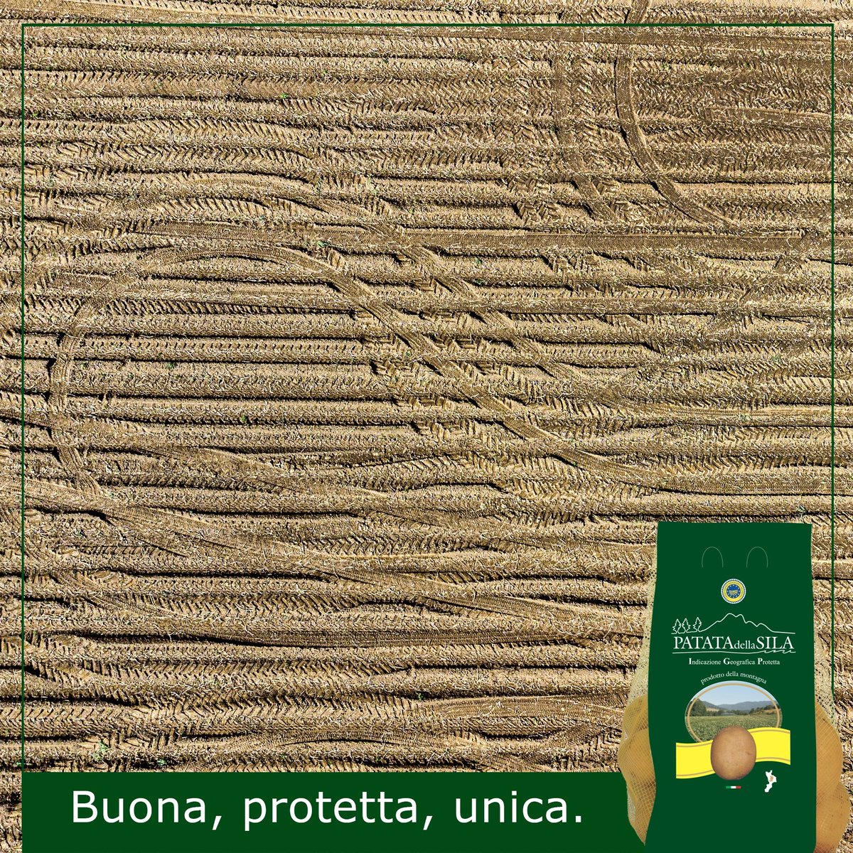 PPAS19111189's tweet photo. Segnali dal futuro😅🌱🥔
#patata #calabria #Food #MadeInItaly #Terra #sila #Italy https://t.co/rHPT6Vvb11