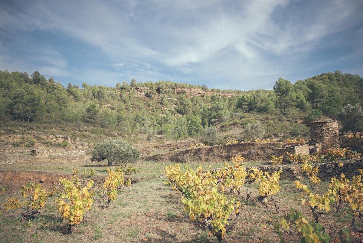 rtroyano's tweet photo. .@vinsabadal Micky Palau: “Recuperar la història ens aporta valor i sentit. Ens queda molta identitat per trobar a la @dopladebages i això és el que em motiva” #retratsdevi #wineportraits #pedraseca #videtina #vicatalà  https://t.co/YhXOG4A7zp https://t.co/DuLMLh4pzE