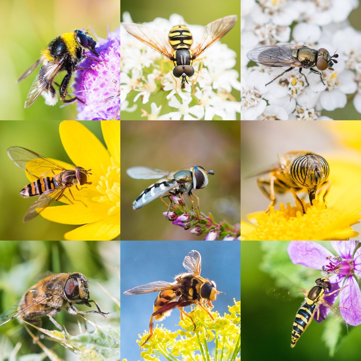 Applications open for a fully-funded 4 year #PhD at the University of Exeter's Cornwall campus! Join our team to investigate the mechanisms of detoxification in migratory pollinators  
exeter.ac.uk/study/funding/… 
Deadline: Monday, 6 December 2021
