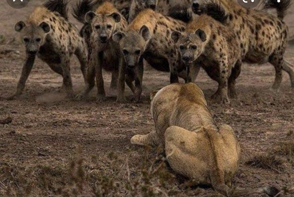 Киплинг гиены стих. Гиена. Гиена оскал. Рутуб животные. Рутуб животные.