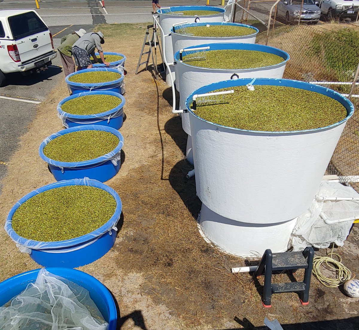 Rachel_Austin_'s tweet photo. UPDATE! 
After 8 days of diving we now have over 600 000 posidonia australis #seagrass fruit - so much we had to find extra tanks! Huge shout out to our volunteers from @BiolSci_UWA and @ozfishunlimited for your mammoth collecting efforts 💪 https://t.co/ccvCNHxmtM