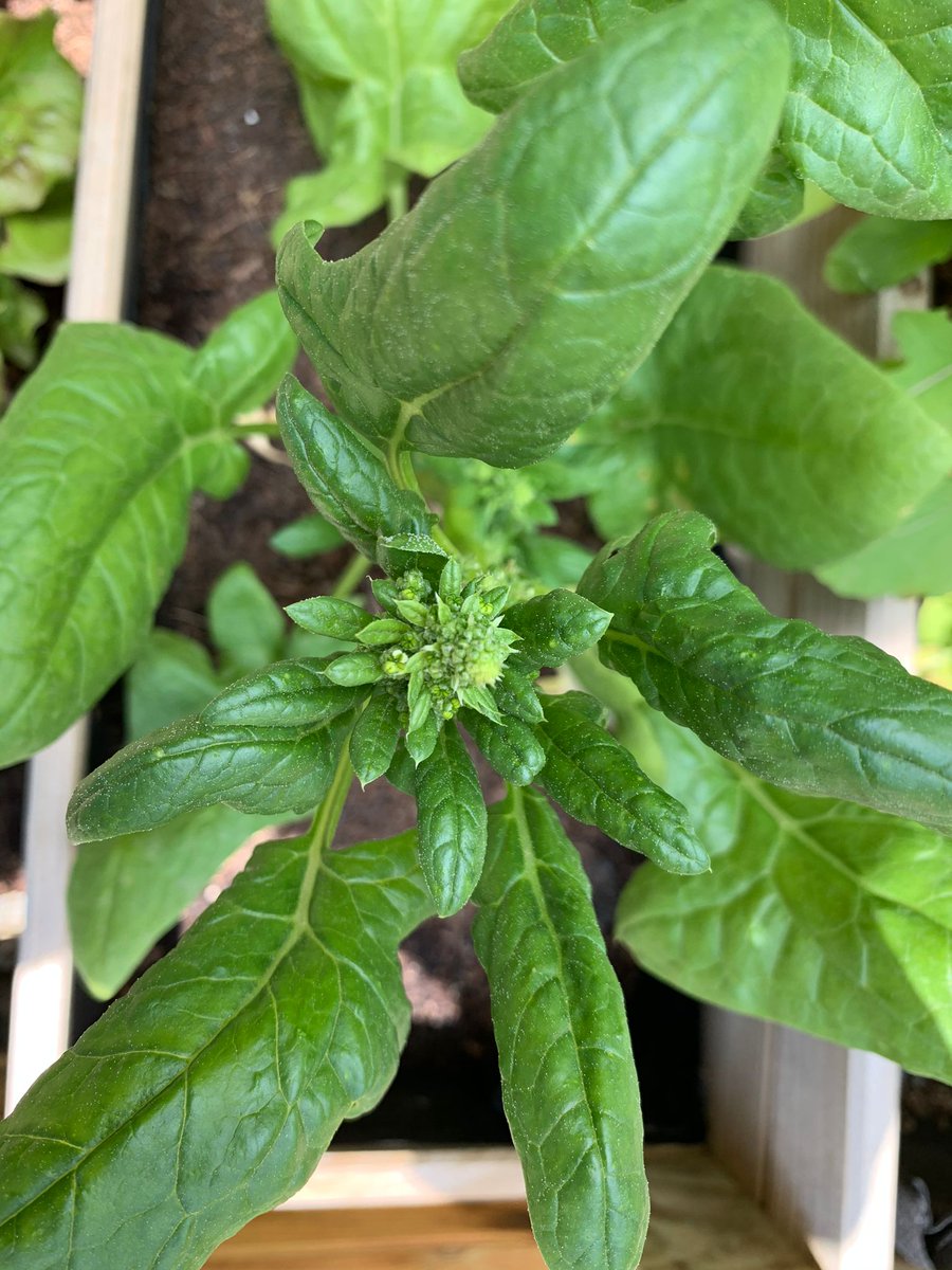 HumusLombec's tweet photo. La espinaca de temporada se presenta entre los meses de otoño y primavera. TIP: La espinaca conserva muy bien sus propiedades a lo largo del tiempo y,si se consume cocida en vez de cruda, sus hojas aportan el triple de calcio
#espinaca #spinach #espinac  #espinafre #humus https://t.co/gMAqU6vkW7