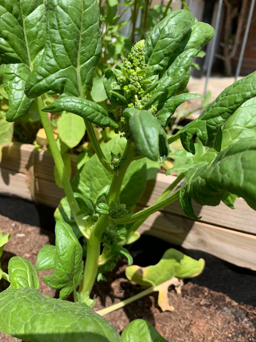 HumusLombec's tweet photo. La espinaca de temporada se presenta entre los meses de otoño y primavera. TIP: La espinaca conserva muy bien sus propiedades a lo largo del tiempo y,si se consume cocida en vez de cruda, sus hojas aportan el triple de calcio
#espinaca #spinach #espinac  #espinafre #humus https://t.co/gMAqU6vkW7