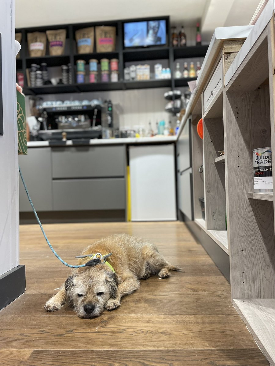 Sleepy mornings in the Doghouse 💤