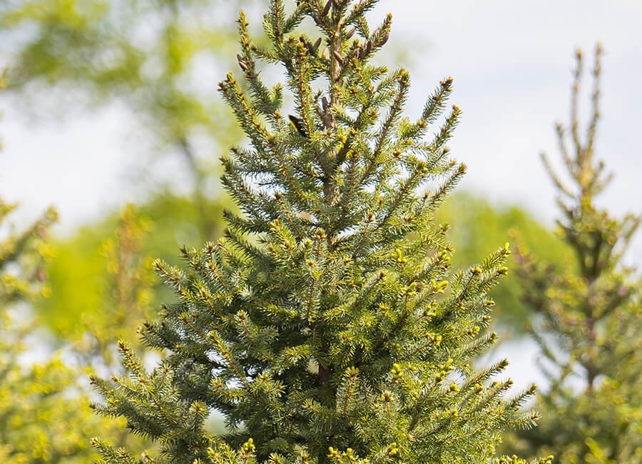 Kerstbomen verkoop start 27-11.  Zoals je van ons gewend bent, een breed assortiment mooie kerstbomen in verschillende prijsklassen. Het afhalen van de kerstbomen is dit jaar echter verplaatst naar :  SPIJKERSTRAAT 4 te Schaijk.  p1e.nl/_2TS