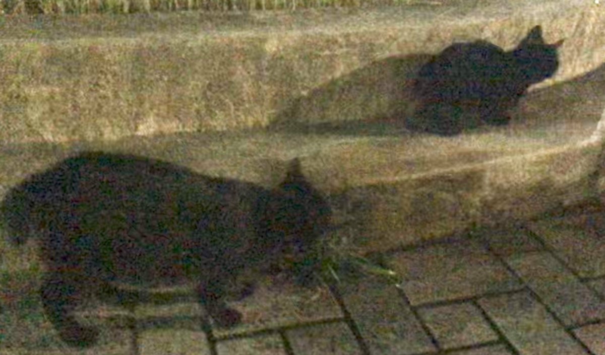 HIROMORITATOKYO's tweet photo. 夜猫×2🐈⬛🐈⬛
スワヒリ語はPaka mweusi
アルファベットでも全然違う😄
#猫 #gato #chat #mao #kazte #kedi #고양이 #বিড়াল #बिल्ली #Кот #قط #Kat #Katt #Paka #แมว #Kissa
#黒 #negro #Black #noir #Schwarze #nero #أسود #Zwarte #Svart #mweusi #ดำ #Kara #काली #কালো #preto #черный #검은 #黑 https://t.co/tqiTl6bfG8