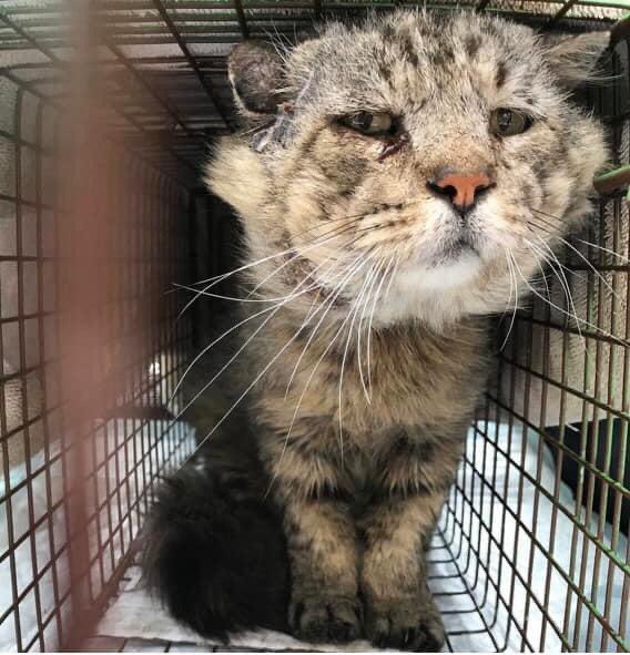 Neutered cats don’t end up like this