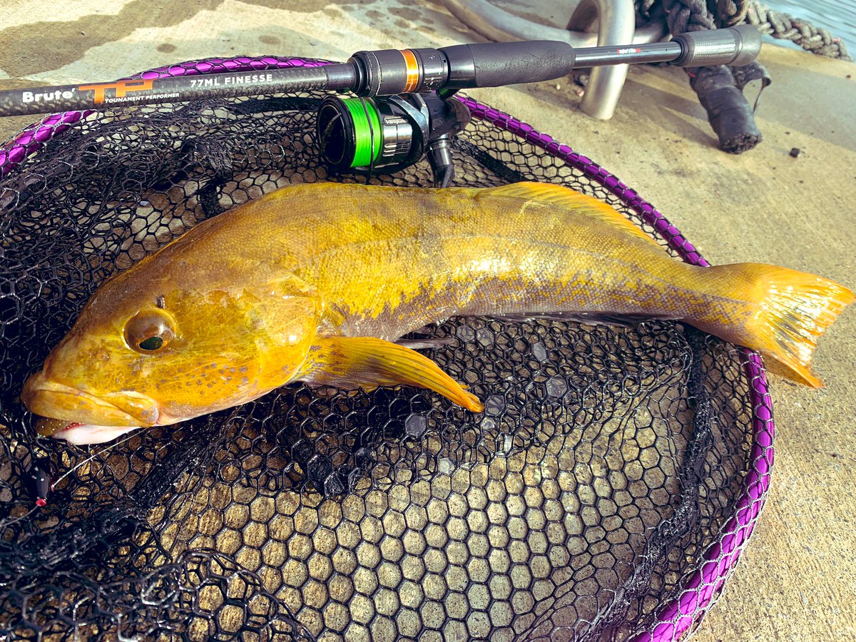 fish_kumagai's tweet photo. 風が強いので、追い風orかわせそうな所をランガンしていると、久しぶりにデカイ金ピカ出た!
ただあまりにも痩せすぎてて可哀想だった😭
#APIA #TP77ML #ddextend https://t.co/UQrTQIoJRW