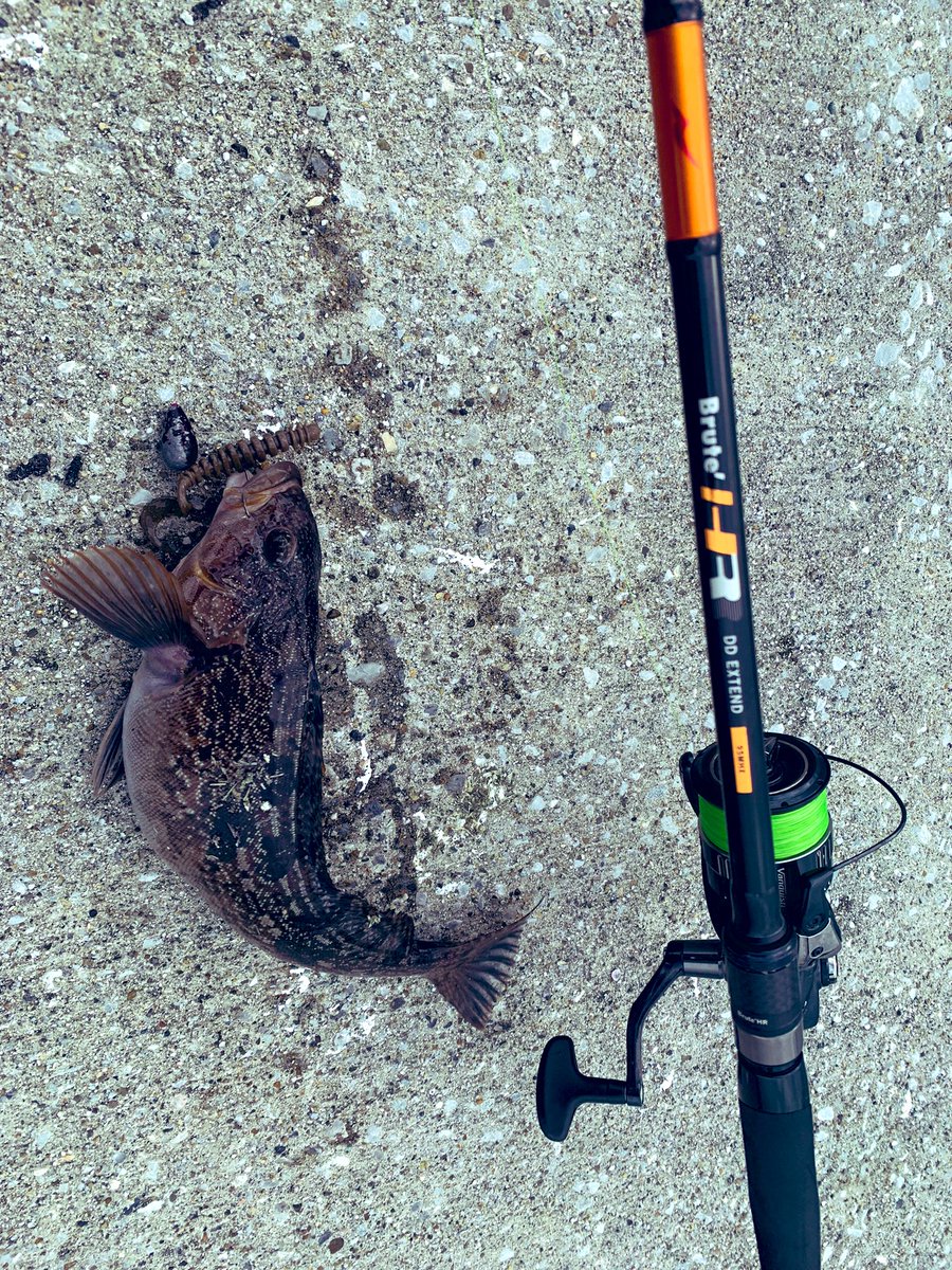 fish_kumagai's tweet photo. 風が強いので、追い風orかわせそうな所をランガンしていると、久しぶりにデカイ金ピカ出た!
ただあまりにも痩せすぎてて可哀想だった😭
#APIA #TP77ML #ddextend https://t.co/UQrTQIoJRW