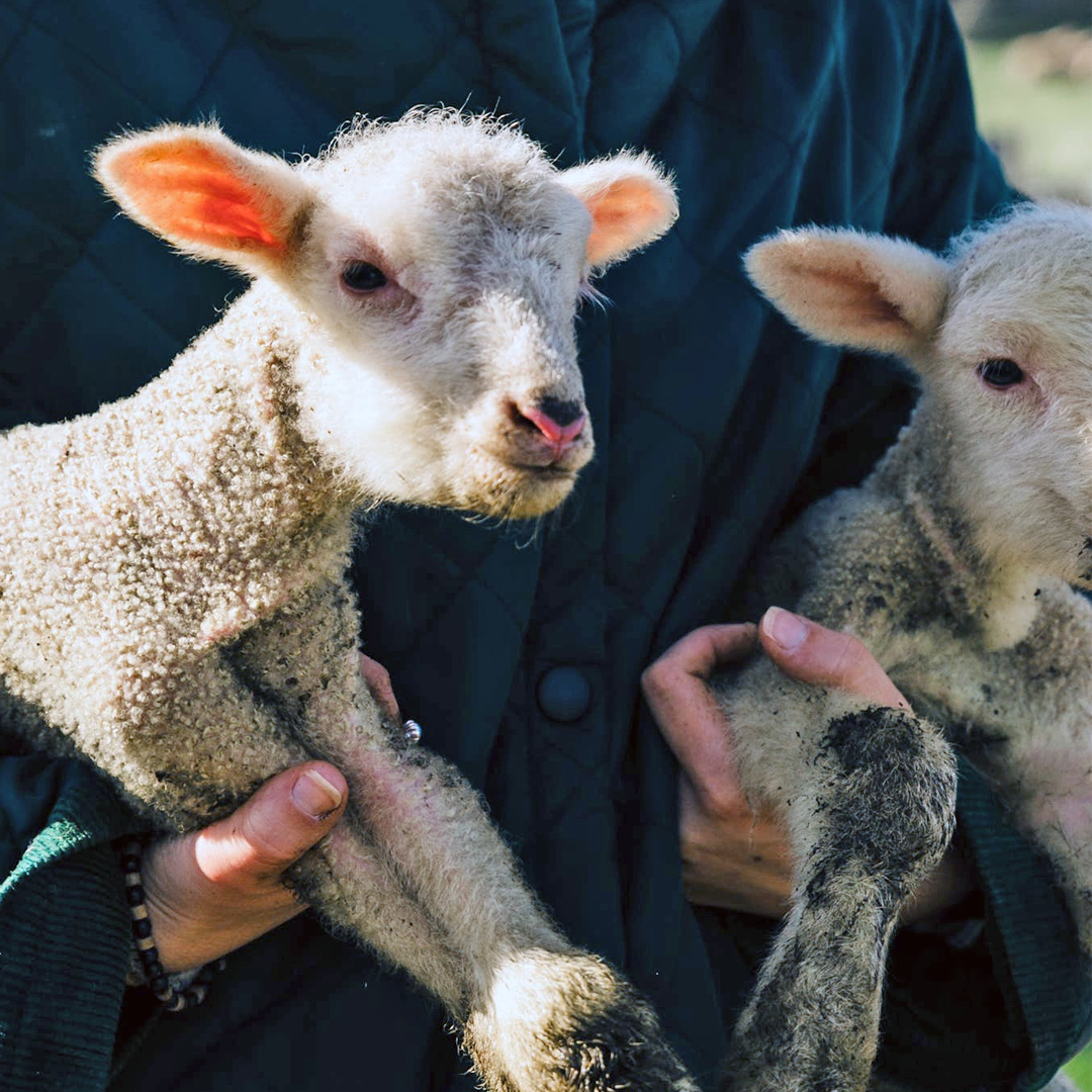 neiker_BRTA's tweet photo. 🐏Animalia Ongizateko auditore izan nahiko zenuke? Gizendegietako #arkume-en ongizateari buruzko Welfair™ - Ziurtagiria.
🐑¿Te gustaría ser auditor o auditora en #BienestarAnimal? Certificación Welfair™ en bienestar de #corderos en cebadero.
ℹ️ibeltran@neiker.eus https://t.co/5WPtVr76bC