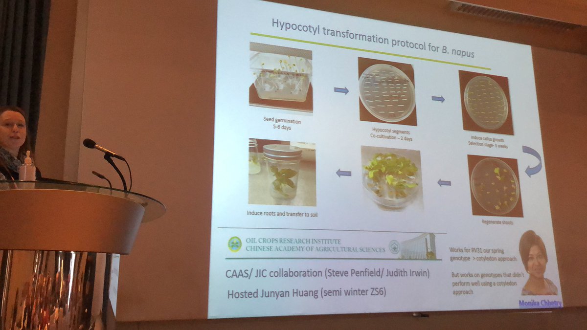 UKBRC's tweet photo. Penny Hundleby @JohnInnesCentre brassica transformation in B. napus is a challenge, but can be done now also in B napus winter types! https://t.co/pAUSlWwpU7