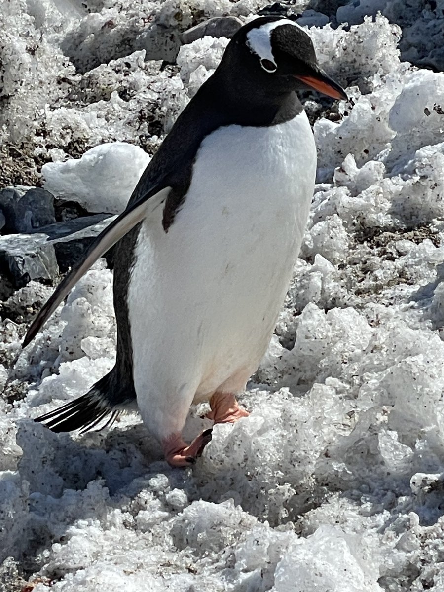 LisaGardnerBks's tweet photo. Madly in love with penguins. Don’t tell my dogs. #canikeepit  #prettyplease https://t.co/pbyPffymt5