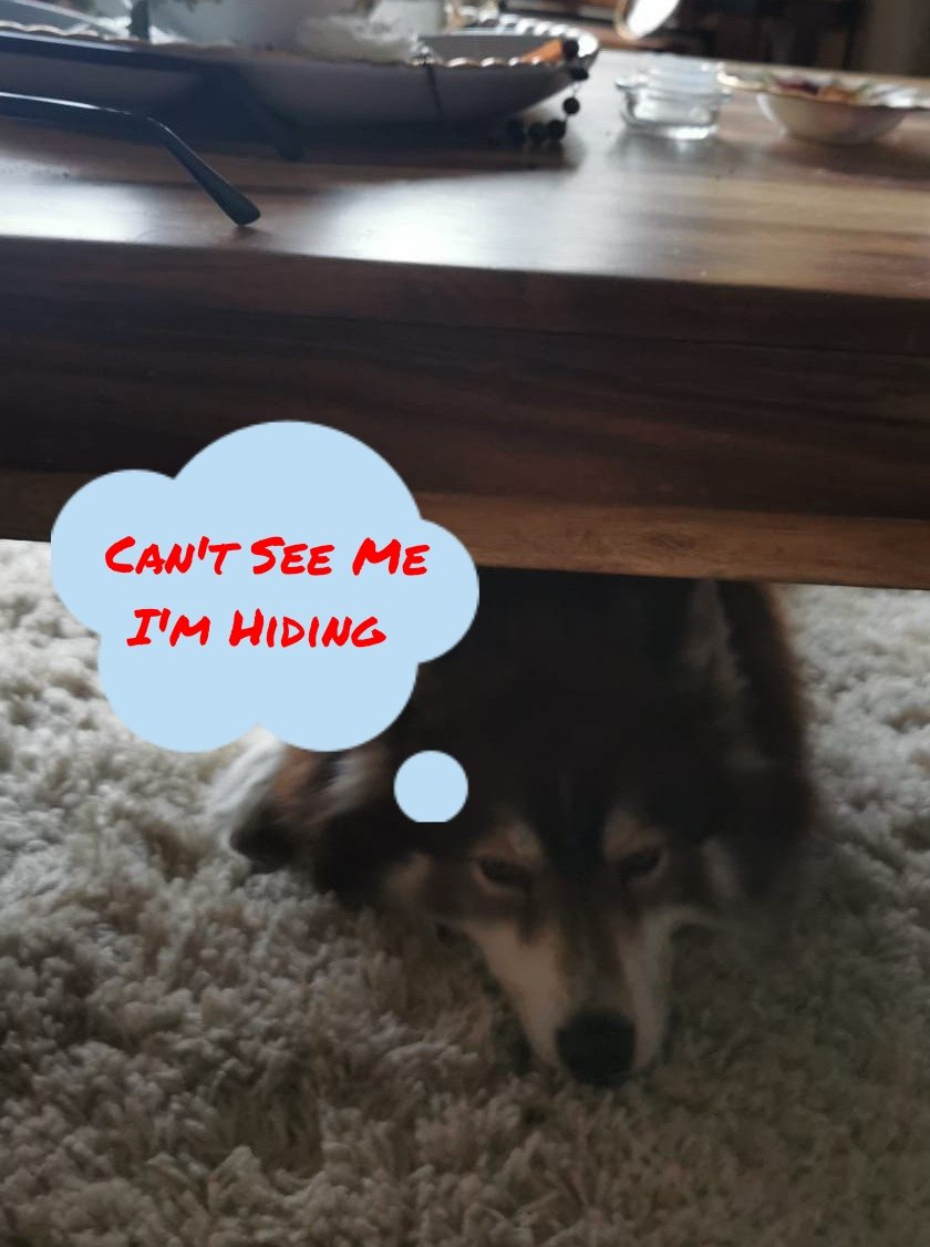 HuskyStories's tweet photo. When Indi plays hide and seek !!!
@amandalwelch
@AuthorJaneM
@WeAreProvoco
#husky #huskies #siberian #dogsoftwitter #hideandseek
#huskyadventure https://t.co/Wca0eaEIEy