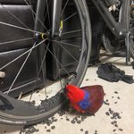 恐るべし鳥のくちばし!お高い自転車のホイールがボロボロw