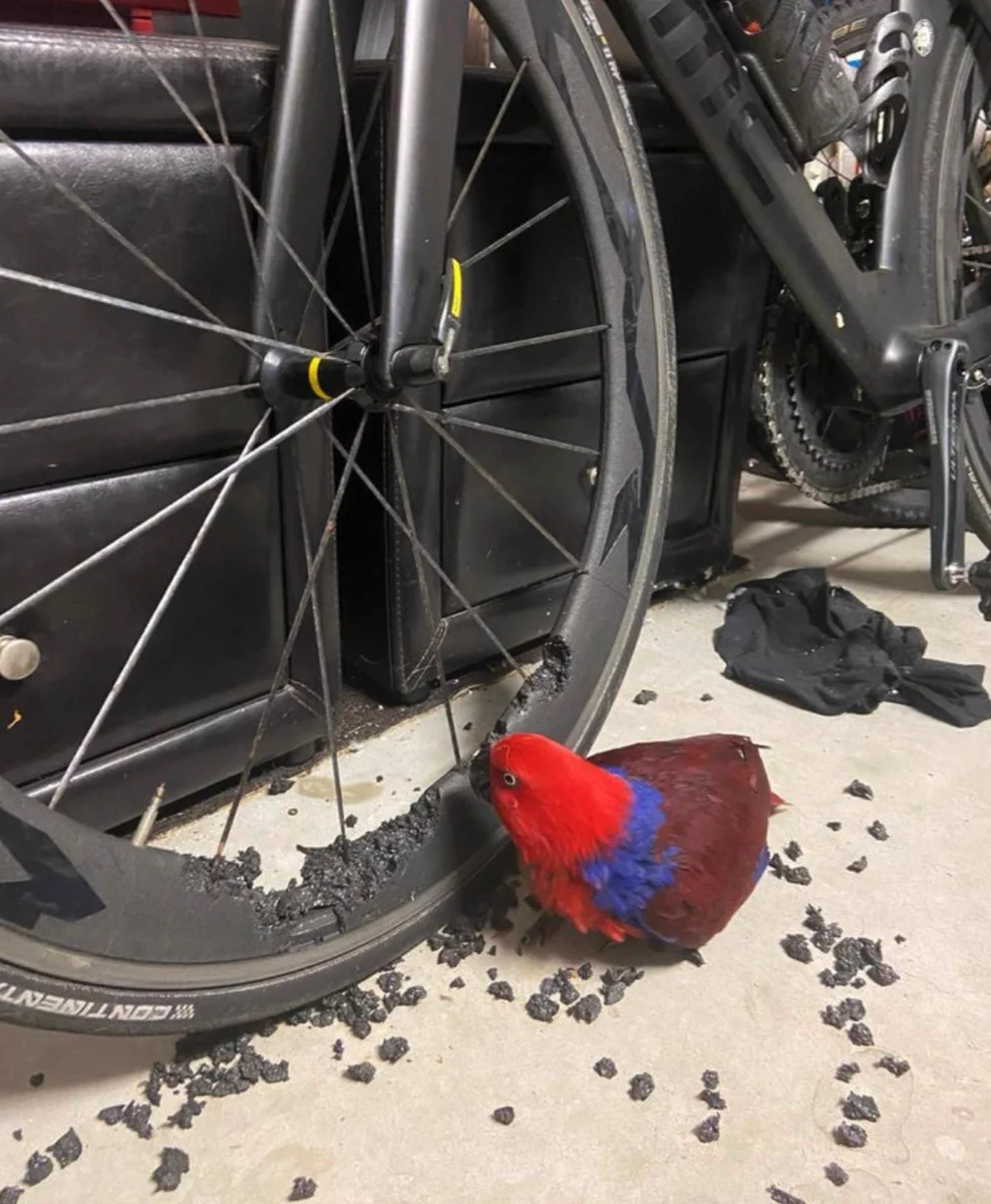 恐るべし鳥のくちばし！お高い自転車のホイールがボロボロｗｗ