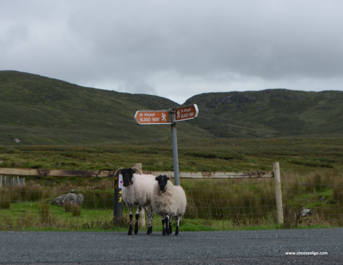 choosesligo tweet media