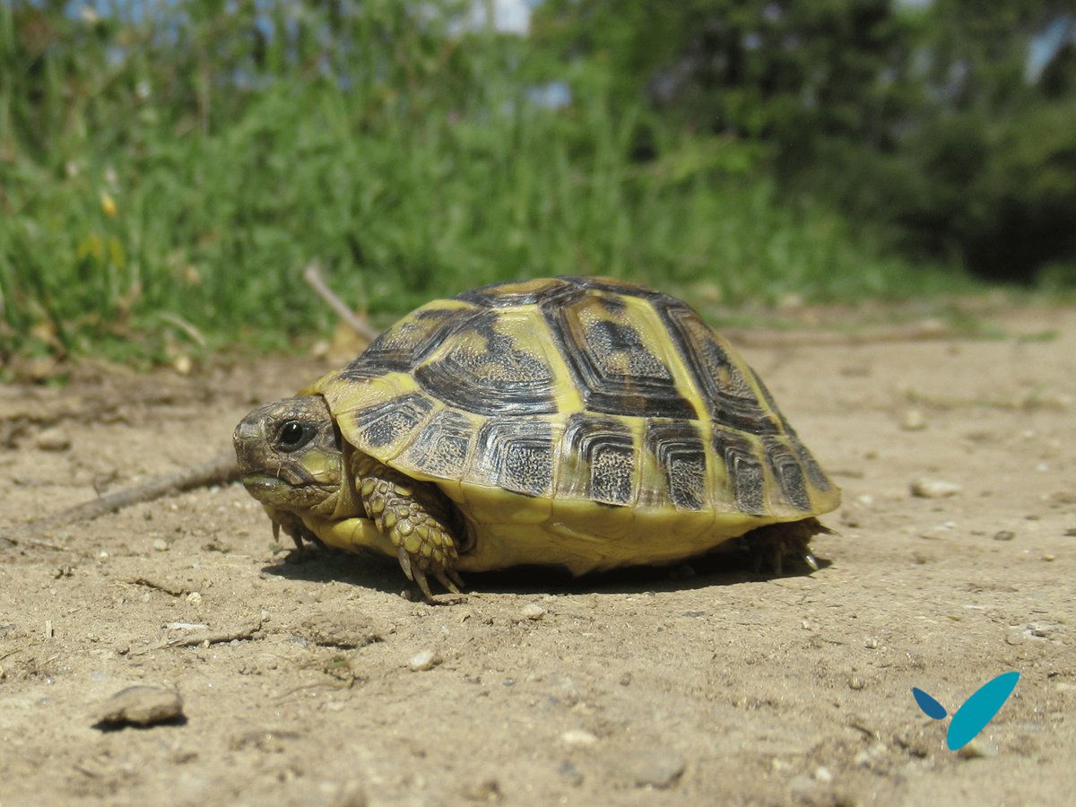 NaturaliaEnv's tweet photo. Merci à notre écologue Mattias Perez pour cette photo d’une Tortue d’Hermann en #Corse. Lors de leurs missions, nos herpétologues inventorient et mènent des protocoles standardisés (CMR) pour comprendre les populations isolées et intégrer leur prise en compte dans vos projets. https://t.co/XqFV7WMf6h