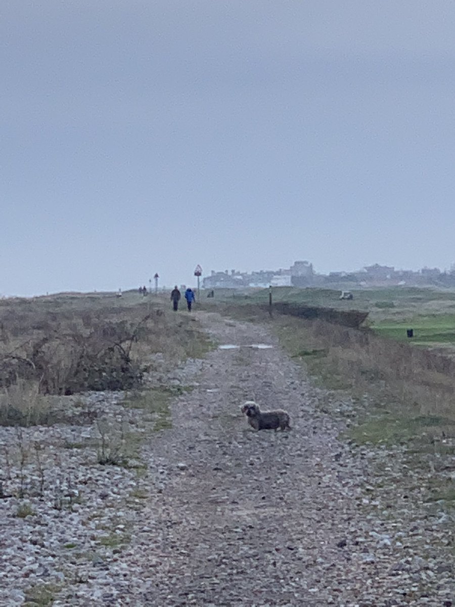 rtaylorjones's tweet image. This dog is lost and wandering along sea wall by deal golf club right now pls RT to find owner...