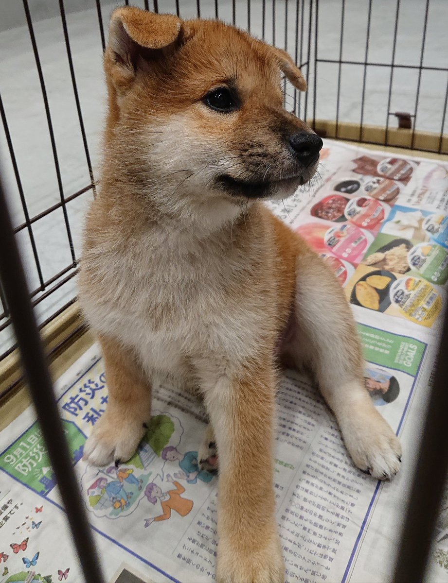 siba_tetsu's tweet photo. 2021/9/18 生まれ
柴犬・♂
鐵（てつ）デス https://t.co/7oOhDjho0p
