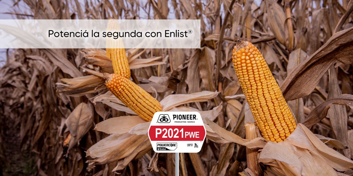 P2021PWE es el híbrido Enlist para potenciar tu siembra de maíz de segunda. Excelente rendimiento, sanidad en Tizón, y todas las alternativas para el control de malezas. #HechoParaCrecer