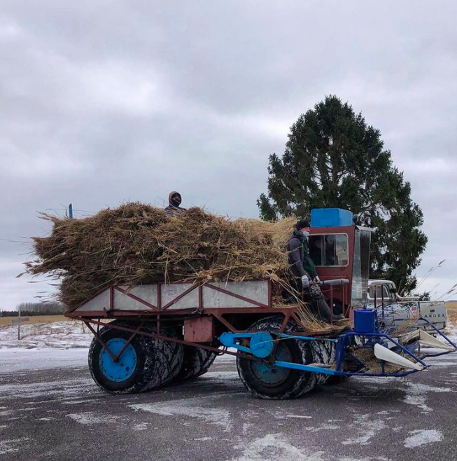 zurego's tweet photo. SUTU drinking straws are made of pure reed harvested from Northern Europe. Grown on the coastline and processed on the side of SUTU bay. #knowtheprocess #harvesting #europe #naturalstraws #savetheplanet 
https://t.co/MELazPbYDu https://t.co/mhYE1iGLLJ