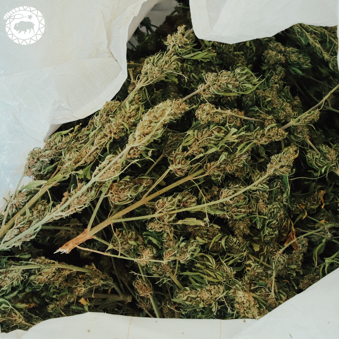 High Grade Hemp Seed tweet media