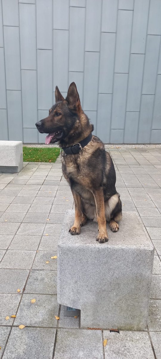 PSOSDogs's tweet photo. #PDDiesel was on hand in Glasgow last night when a man broke into a building site. He was evading security until he saw Diesel turn up, thought better of it and handed himself over to the Police Dog.
#GoodBoyDiesel
#OneArrested https://t.co/TrHWvjVnKk