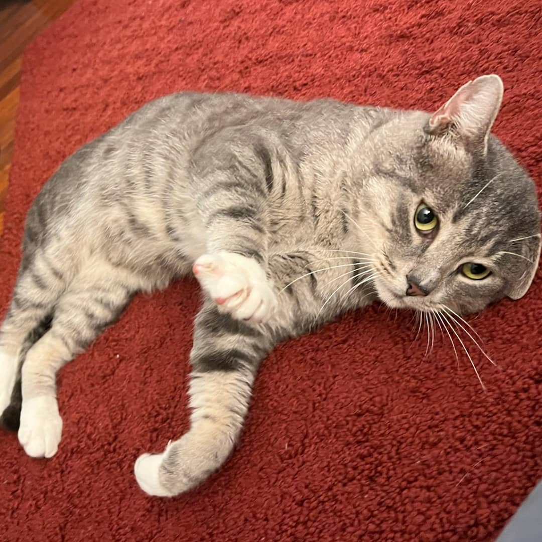 BBAWC's tweet image. Frankie Sweet Cheeks is an adorable 1 YO cat who loves to play and cuddle. He comes running over for attention and will brush up on you and give head butts to request more love. Frankie is good with other cats, but also very happy as a single cat with enough human attention.