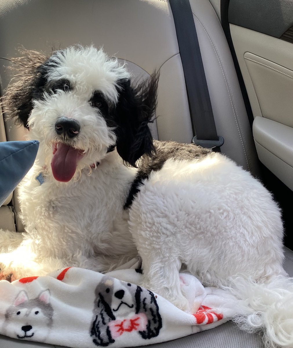 tobyjffrsn's tweet photo. If you’re having a tough day today, just remember that I would give you lots of kisses because you would make my tail wag like crazy!!! ❤️ #dogsoftwitter #tobylovesyou #happyboy https://t.co/4ZJEN0Ezif