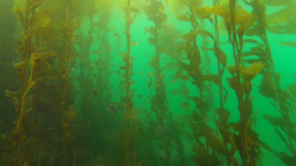 BamfieldMSC's tweet image. Teachers! Join #BMSCLive for the last scheduled virtual field trip for this fall!

Nov 23, 11:00 am PT - Virtual Kelp Forest Ecology lab

Learn about the diversity of kelp species and marine organisms which make kelp forests their home.

Details: bit.ly/BMSCLive