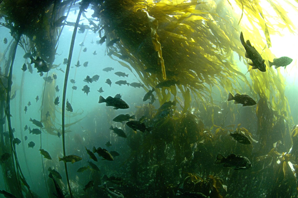 BamfieldMSC's tweet image. Teachers! Join #BMSCLive for the last scheduled virtual field trip for this fall!

Nov 23, 11:00 am PT - Virtual Kelp Forest Ecology lab

Learn about the diversity of kelp species and marine organisms which make kelp forests their home.

Details: bit.ly/BMSCLive