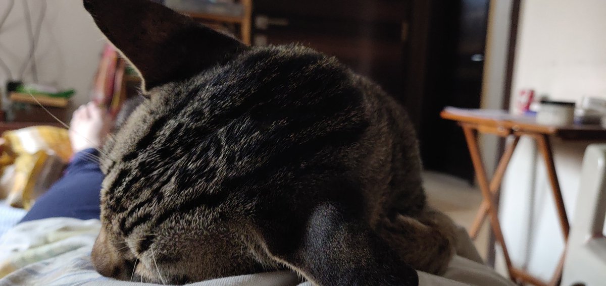 KittuTheTabby's tweet photo. My hooman makes a good pillow.
@catsofinstagram #catsofweek #catstagram #catnapping #catnaps #catslivesmatter #catsoftwitter #catsnaptime #adoptdontshop #straycatsofinstagram #nofilter https://t.co/bGvAOErEja