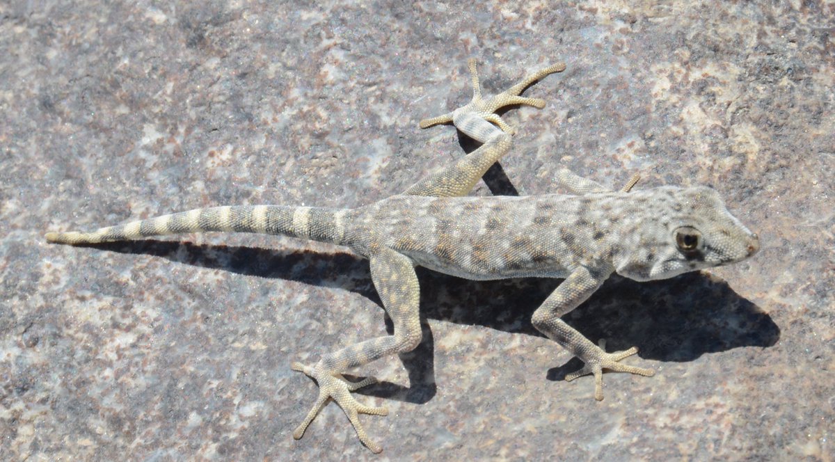 HighamLab's tweet photo. New paper with Emily Naylor just came out in @FunEcology - combined lab and field measurements of high-speed substrate transitions in a Namibian day gecko - turns out they are pretty good! https://t.co/EhlhYogRpD @UCR_ScienceNews @GobabebRSH @DuneNinja @gecko_papers @EeobUcr https://t.co/fYvCQ3gkGe