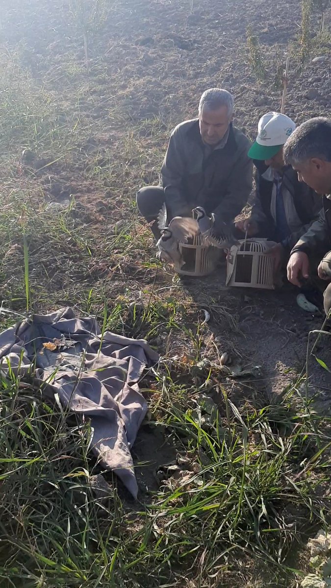 23.11.2021 tarihinde canlı mühre ile Kınalı Keklik avlayan bir şahıs hakkında 4915 sayılı Kara Avcılığı Kanununa muhalefetten idari işlem yapılmış olup el konulan 2 Kınalı Keklik doğal yaşam alanına salınmıştır. <a href="/adiyamanDKMP/">Adıyaman DKMP</a> <a href="/BOLGE3DKMP/">DKMP 3. Bölge Şanlıurfa</a> <a href="/milliparklar/">Milli Parklar</a>
