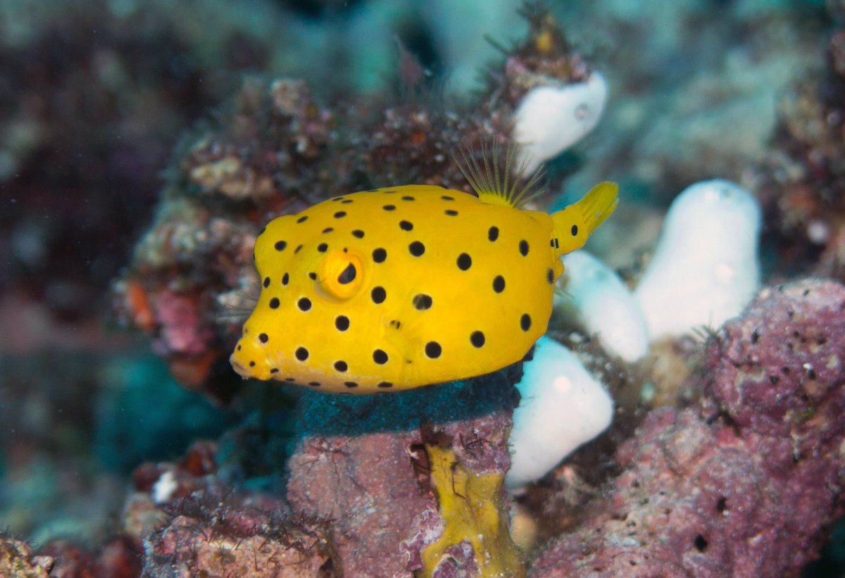 JeremyBRoberts's tweet photo. This juvenile Yellow Boxfish (Ostracion cubicus) is so cute. As adults they look completely different, kind of an olive green with blue-ish spots. They live in reefs throughout the Pacific Ocean and Indian Ocean as well as the south eastern Atlantic Ocean. https://t.co/rlYiZZ8yeV