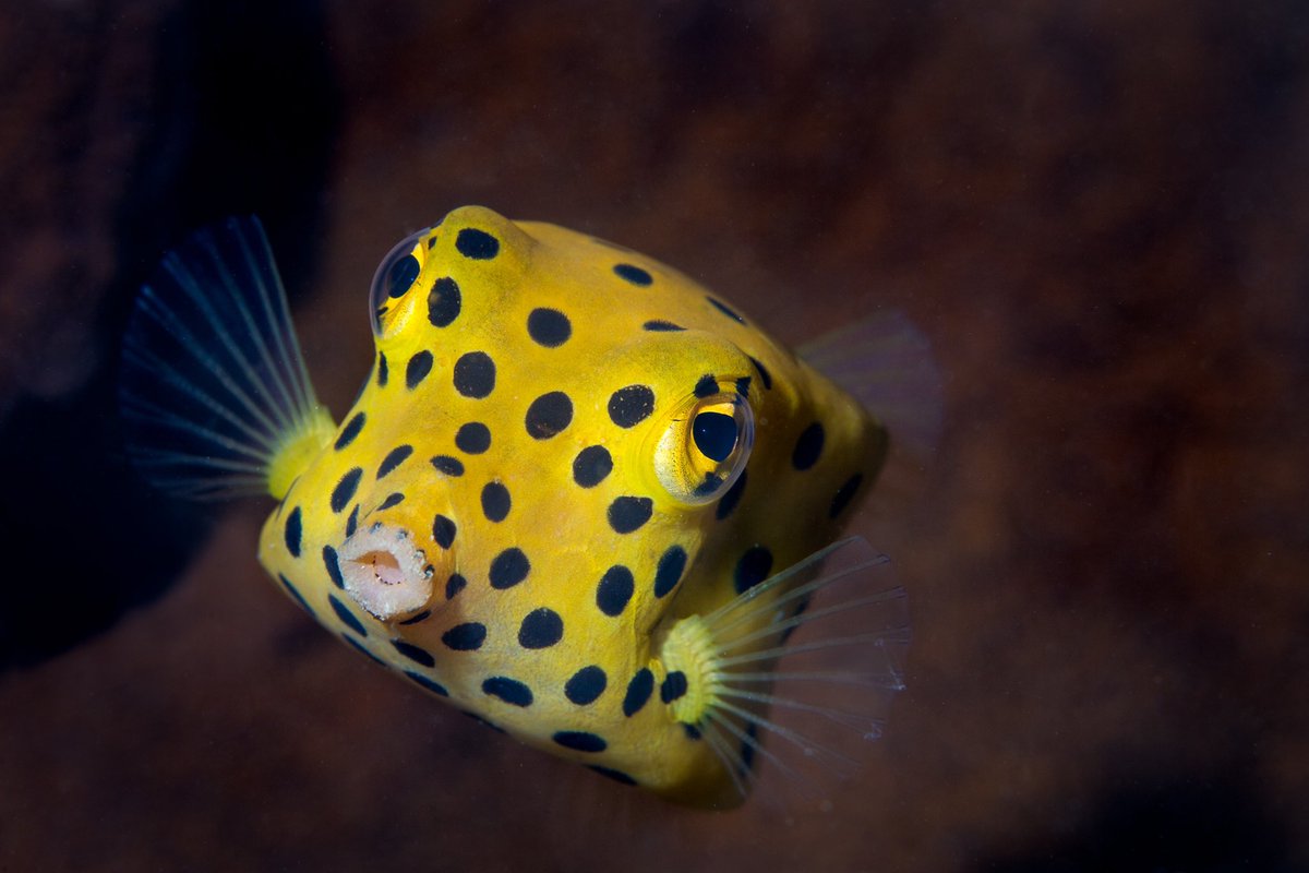 JeremyBRoberts's tweet photo. This juvenile Yellow Boxfish (Ostracion cubicus) is so cute. As adults they look completely different, kind of an olive green with blue-ish spots. They live in reefs throughout the Pacific Ocean and Indian Ocean as well as the south eastern Atlantic Ocean. https://t.co/rlYiZZ8yeV