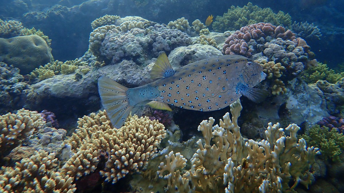 JeremyBRoberts's tweet photo. This juvenile Yellow Boxfish (Ostracion cubicus) is so cute. As adults they look completely different, kind of an olive green with blue-ish spots. They live in reefs throughout the Pacific Ocean and Indian Ocean as well as the south eastern Atlantic Ocean. https://t.co/rlYiZZ8yeV