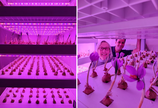 Saffron R&amp;D project turns out successfully <a href="/AVerticalFarm/">The Association for Vertical Farming (AVF)</a>
verticalfarmdaily.com/article/937616…