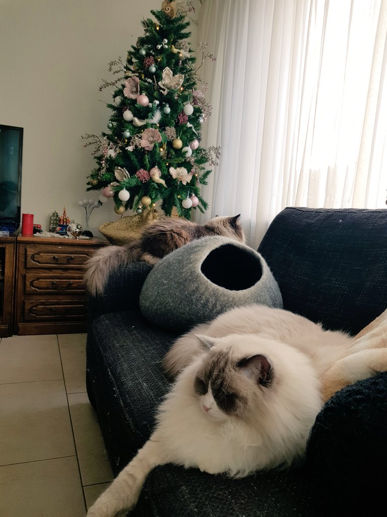 LizzySemmy's tweet photo. We are ready for Christmas! By now we are at peace with the Christmas tree,  but we no ensure its safety for the time being #catlovers #meow #CatsOfTwitter #ChristmasTree https://t.co/hCtb5lZPZy