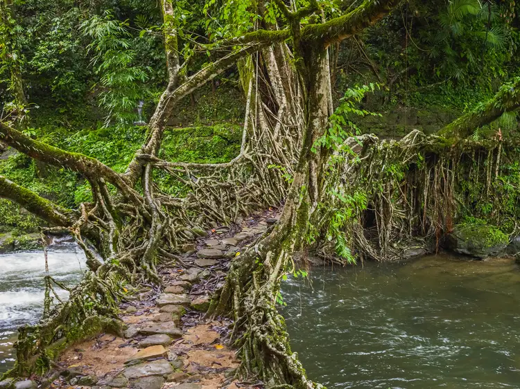 kohantoys's tweet photo. Con ustedes, los puentes vivos de Meghalaya https://t.co/CMhuPaugRy