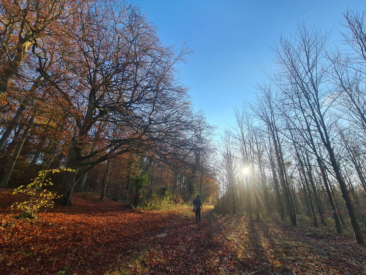 mrsslippy's tweet photo. Kicking up leaves on annual leave #Beechwoods @wildlifebcn https://t.co/8wIduFQq24